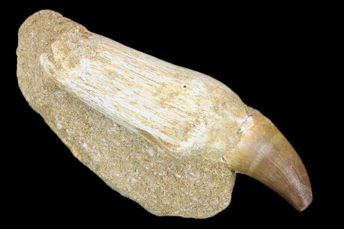 Fossil Rooted Mosasaur (Prognathodon) Tooth In Stone - Morocco #116987